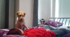 En Video: Un perro salva a su dueña de un ataque de epilepsia