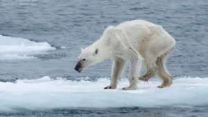 Fotografía de osa polar desnutrida enciende alarma sobre el calentamiento global