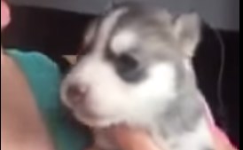 Cachorrito intentó su primer aullido y se volvió viral (Video + Ahwww)