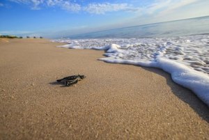Récord: Protegen 570 nidos de tortugas marinas en EEUU