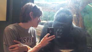 Este curioso gorila le gusta ver las selfies que se toman con él en el zoológico (Video)