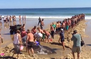 Rescatan a un tiburón blanco varado en una playa en Massachusetts