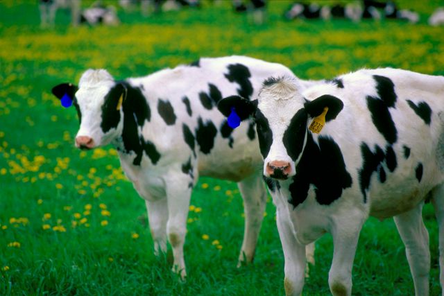Parlamento Europeo prohíbe productos que provengan de animales clonados