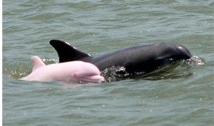 Un extremadamente raro delfín rosado (foto + video)