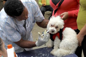Las mascotas de Caricuao recibieron un cariñito totalmente gratuito