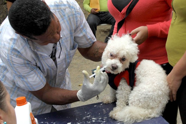 110915.Jornada de Vacunacion Canina,Caricuao_2