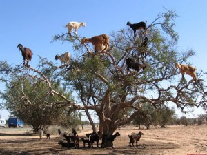 ¿Cabras que suben árboles? ¡Te las tenemos y viven en Marruecos!