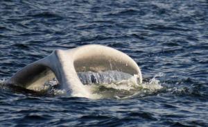 Nace ballenato blanco en balneario de Uruguay (Fotos)