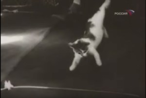 El hipnótico comportamiento de los gatos en gravedad cero (VIDEOS)