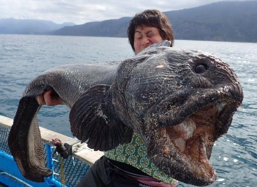¿Ya viste el pez mutante que apareció en Fukushima? (Fotos)
