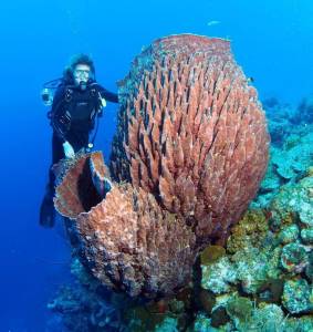 Enormes esponjas desplazan a los corales de los arrecifes en la Florida