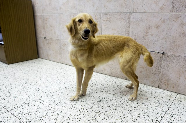 A rescued Golden Retriever dog is seen in a veterinary clinic in Caracas, Venezuela September 22, 2015. Venezuelan pet shops are struggling to stock shelves with food and medicine due to economic crisis, forcing dog and cat owners to stretch feed and police to ration food for canine units. REUTERS/Marco Bello