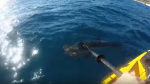 La aterradora pelea entre un joven con un remo y un tiburón (Video)