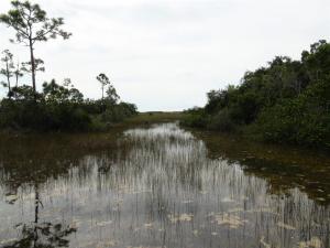 Los Everglades: “zona cero” contra el cambio climático