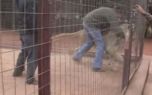 Video: Periodista sobrevive a ataque de un león