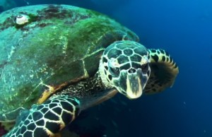 Buzos descubrieron a esta tortuga fluorescente (VIDEO)