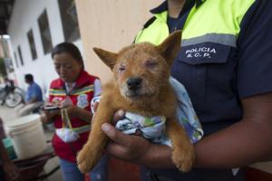 Conoce a “Campeona”, la cachorra que sobrevivió al devastador alud en Guatemala