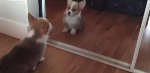Este perrito ve su reflejo y reacciona de la manera más cuchi posible (VIDEO)