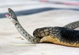 Hallaron a peligrosa cobra “Elvis” debajo de una secadora en Ocoee