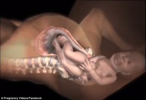 Increíble animación muestra exactamente cómo el cuerpo de una mujer se ajusta al dar a luz