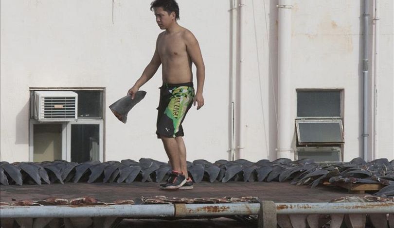 Incautan 3,5 toneladas de aleta de tiburón en México