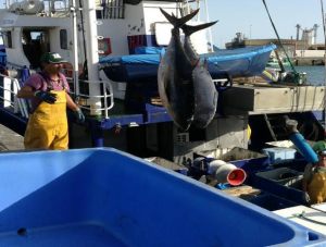 Sindicatos de la pesca exigen establecer altos impuestos al atún importado