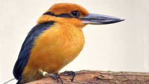 Encontró una especie de ave dada por extinguida, la mató y desató polémica global