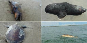 Aparecen muertos 21 delfines, 11 tortugas y lobos marinos en playa de México