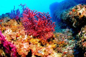 Corales amenazados por el calentamiento global y… productos cosméticos