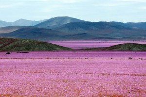 El desierto chileno se cubre de flores (Espectaculares fotos)