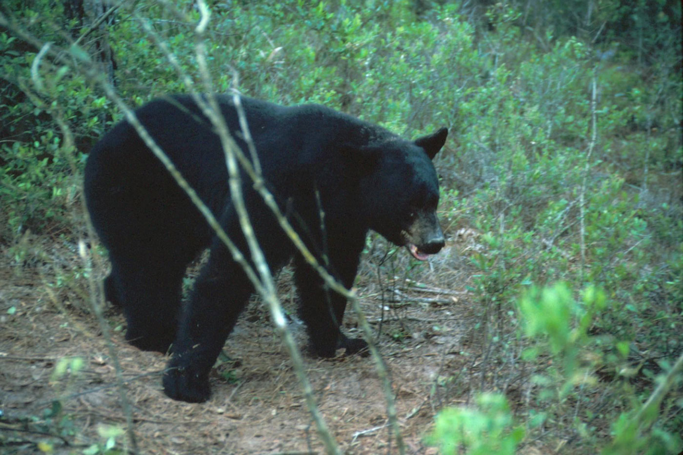 Más de 200 osos negros abatidos en un solo día en la primera cacería en Florida en 21 años