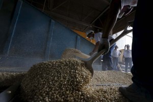 Tiempos difíciles para la industria de granos en Venezuela, según informe del Dpto. de Agricultura de EEUU