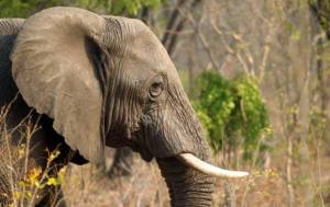 Mueren 22 elefantes envenenados con cianuro en Zimbabue