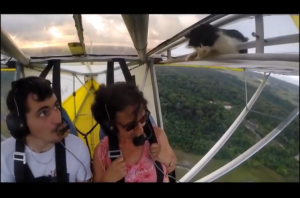 Un inesperado invitado… ¡El gato volador! (Video)