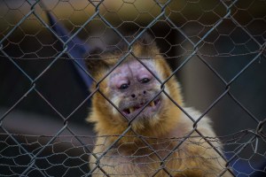 Nicolás, un mono recuperado del alcohol y símbolo del tráfico animal (fotos)