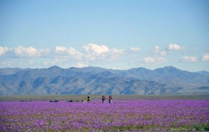 El desierto más árido del mundo se cubre de flores (Fotos)
