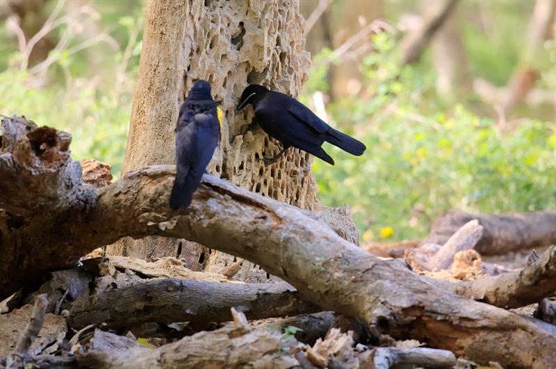 Los cuervos modifican sus relaciones sociales para transmitir conocimiento