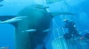 Aterradoras imágenes del tiburón más grande jamás visto (Fotos+Video)