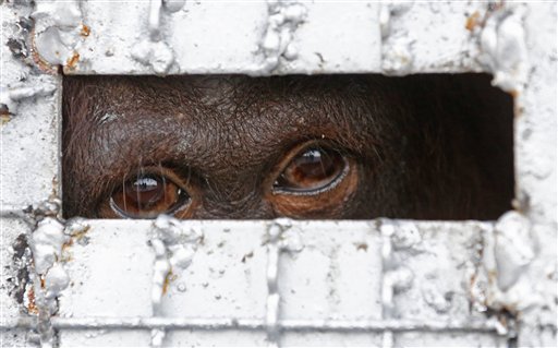Uno de los catorce orangutanes espera en una jaula a ser devuelto a Indonesia en un aeropuerto militar en Bangkok, Tailandia, el jueves 12 de noviembre de 2015.  (AP Foto/Sakchai Lalit)