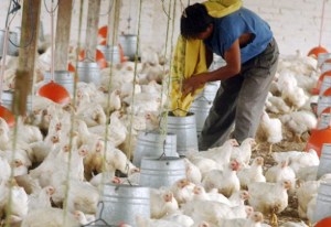 ¡Aló Corpoelec! Se murieron 1500 pollos en Aragua porque cortaron la luz