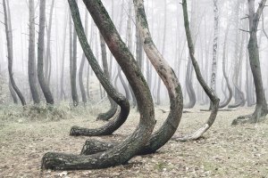 Este curioso bosque de árboles curvos es un misterio para la ciencia (Fotos)