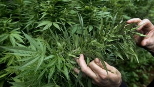 Gobierno de Canadá presentará en abril proyecto de legalización de marihuana