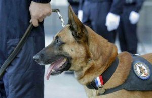 Twitter llora la muerte de Diesel, la perra policía fallecida en el asalto de Saint Denis
