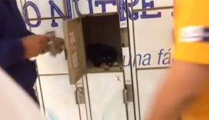 Abandonaron a un cachorrito en el casillero de un supermercado (Video)