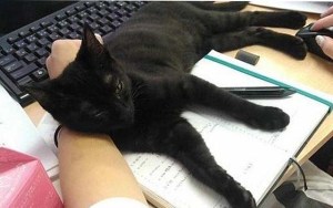 Ayuda felina: Empresa adopta gatos y aumenta la productividad y disminuye el estrés