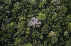 Más de la mitad de las especies de árboles de la Amazonia están en riesgo de extinción