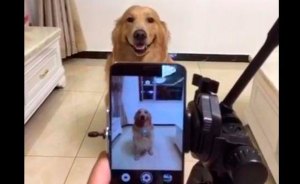¡Adorable! El perro que sabe cuando sonreír a las cámaras (Video)