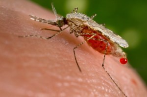 Estudio revela que un nuevo tipo de mosquito que esparce la malaria de manera “eficaz” se propaga por África