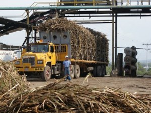 Producción de azúcar solo cubre 20% de la demanda nacional