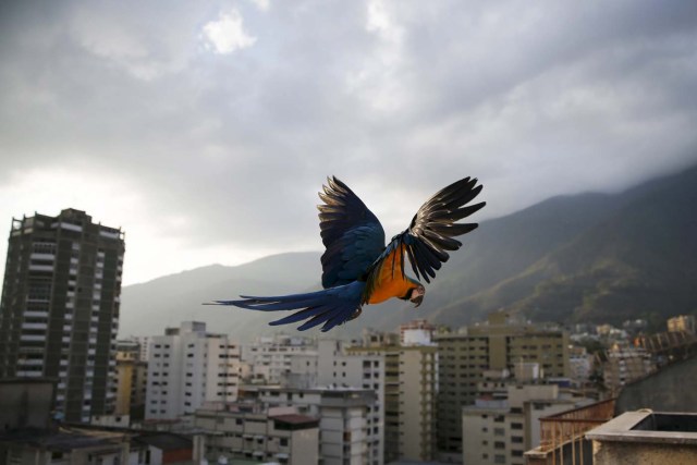 A macaw flies over buildings with the Avila mountain behind in Caracas March 31, 2015.  REUTERS/Jorge SilvaSEARCH "THE NATURAL WORLD" FOR ALL 20 IMAGES